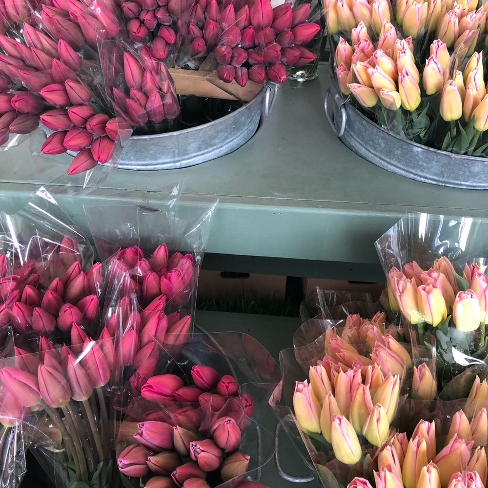 Meet your Posher, Elvira